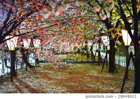 Osaka Mint Bureau Sakura walk through 28649021