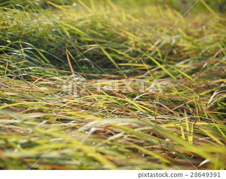 草 綠 野草 農田 草地 草生地 秋 荒野 荒地 蕭瑟 枯枝 雜草 28649391