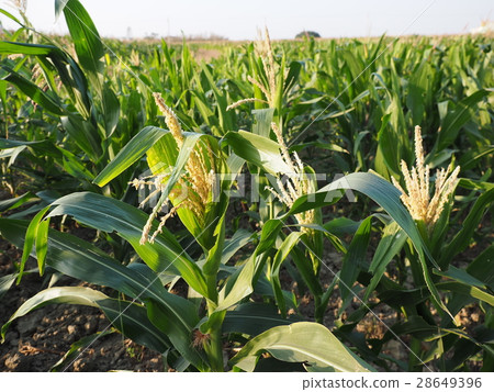 玉米田 玉米 玉米花 農田 耕作 耕地 農業 農地 農作 農 28649396