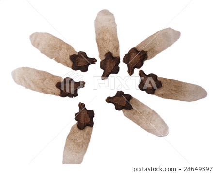 會議 開會 討論 烏龜 種子 翅膀 翅 翅果 果實 果 28649397