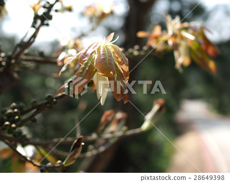 新葉 幼葉 嫩葉 樹 雀榕 鳥榕 榕 28649398