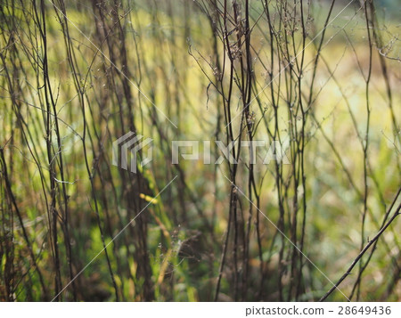 荒地 田 耕地 廢耕 廢耕地 農田 荒野 秋 蕭瑟 枯枝 雜草 亂 28649436