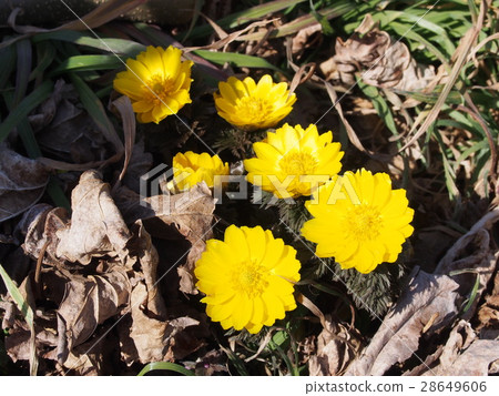 Fukuge's flower 28649606