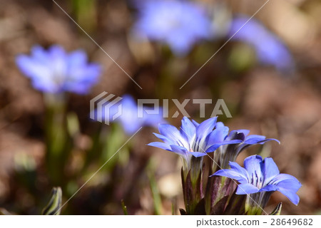 Blue flowers of Halluintou Blue flowers of Halluintou 28649682