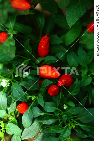 裝飾紅辣椒紅色果子 裝飾紅辣椒紅色果子 28649920