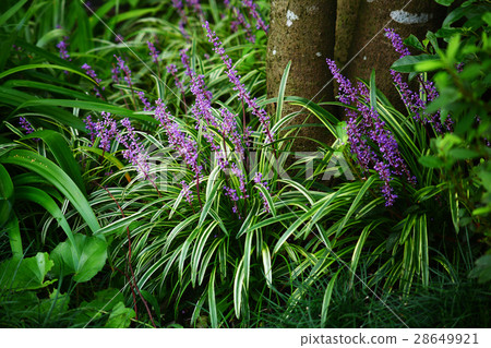 Furya Blanc blooms in autumn garden 28649921