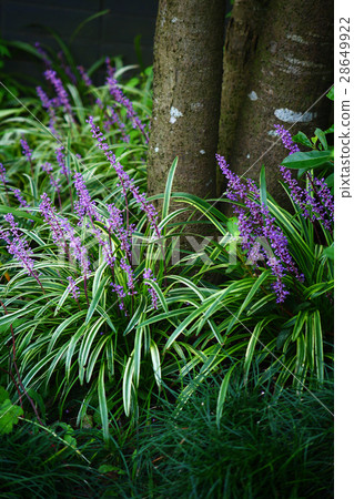 Furya Blanc blooms in autumn garden 28649922