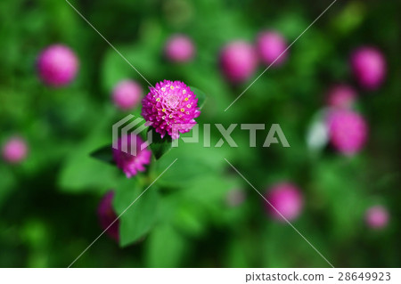 Sengokuro pink flower 28649923