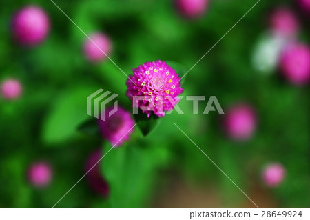 Sengokuro pink flower 28649924