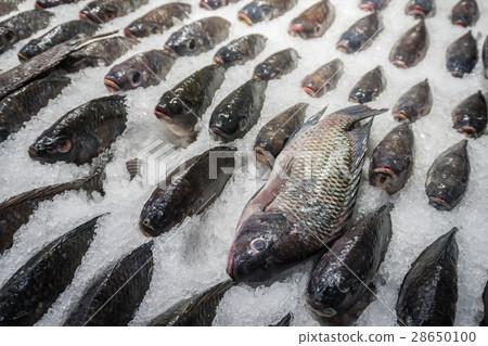 Tilapia freeze on ice for sale in supermarket 28650100