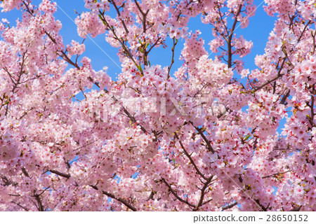 Cherry blossoms in full bloom Close-up Cherry blossoms in full bloom Close-up 28650152