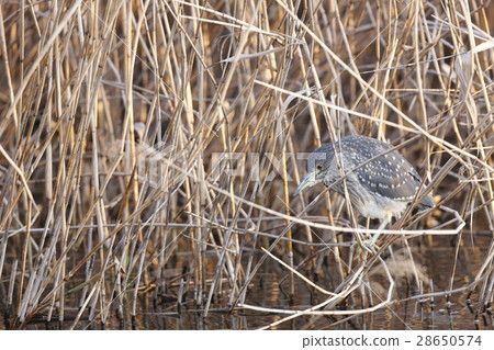 隱藏的蜥蜴（山羊的幼鳥） 28650574