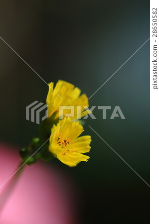 Dandelion Dandelion 28650582