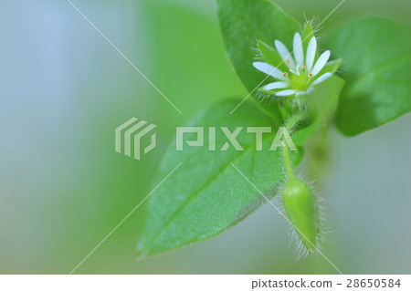 Hakobera Hakobera 28650584