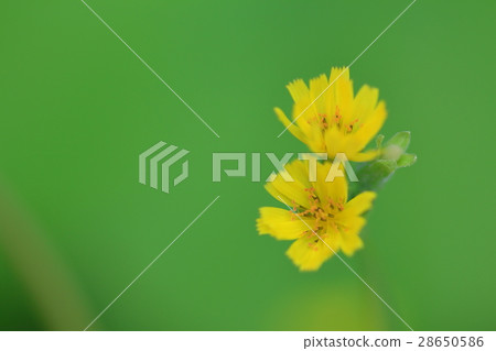 Dandelion Dandelion 28650586