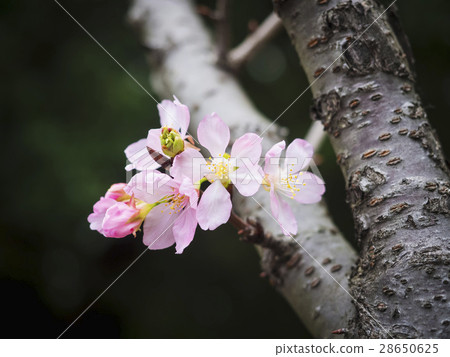 Spring Cherry Blossom Sakura flower bloom 28650625