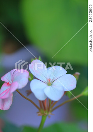Geranium Geranium 28650696