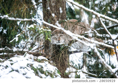 Lynx Hunting in a Winter Forest 28650919
