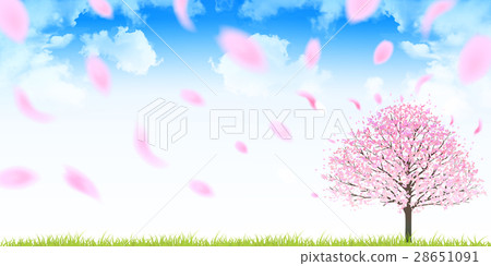 Sakura spring flower background 28651091