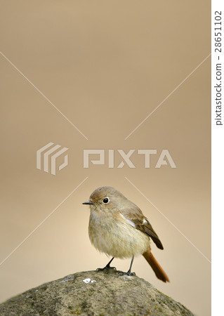 Giubitaki的婊子 28651102