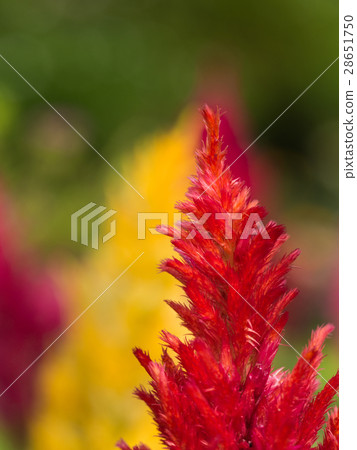 Red Chinese wool Flower 28651750