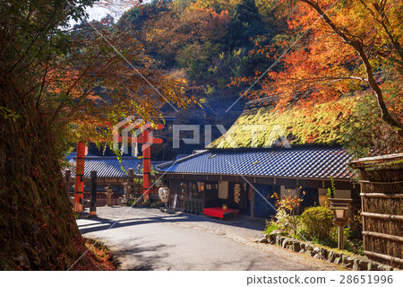 Sagano in the late autumn Sagano in the late autumn 28651996