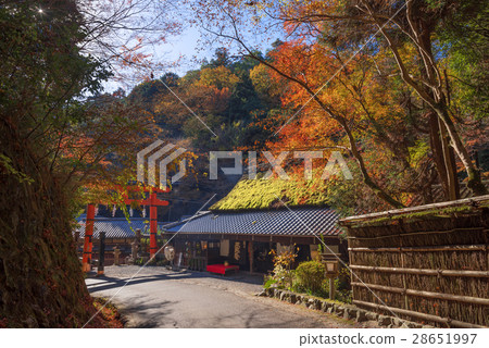 Sagano in the late autumn Sagano in the late autumn 28651997