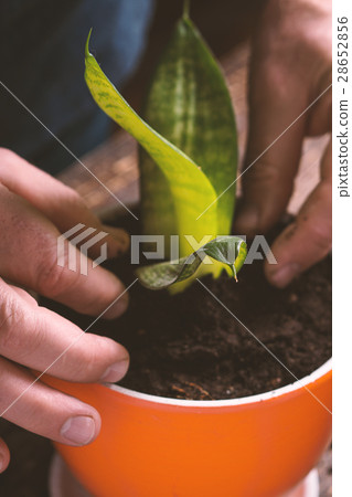 Man in a blue shirt indoor plants flower closeup Man in a blue shirt indoor plants flower closeup 28652856