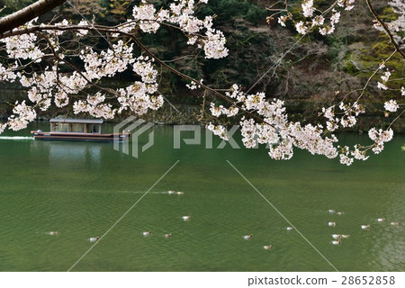 Hozugawa和櫻花在京都嵐山的春天的早晨 Hozugawa和櫻花在京都嵐山的春天的早晨 28652858