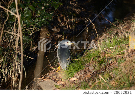 Goya giant leaves 28652921