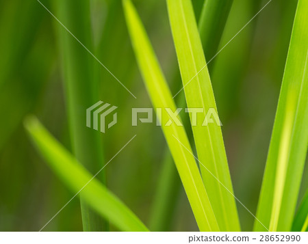 Blurred of Reed Leaf Blurred of Reed Leaf 28652990
