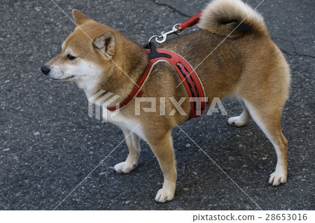 柴犬散步 柴犬散步 28653016