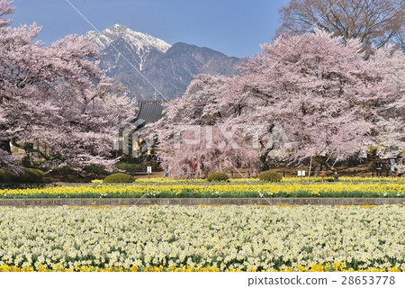Spring cherry tree in Koshu and Southern Alps Spring cherry tree in Koshu and Southern Alps 28653778