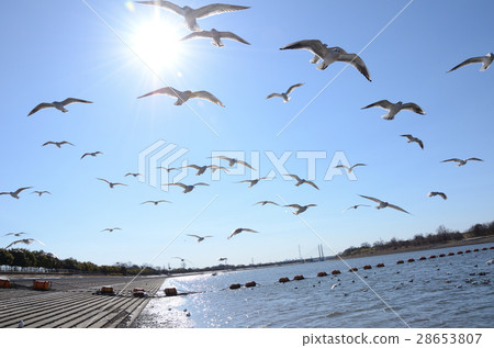 A group of flies of Yurikomome / Hayamao A group of flies of Yurikomome / Hayamao 28653807