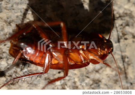 黑蟑螂/黑蟑螂，腹面的幼蟲。 28653808