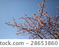 櫻桃樹 28653860