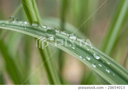 closeup of rain drops on bamboo leaves 28654013