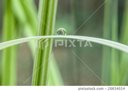 closeup of rain drops on bamboo leaves 28654014