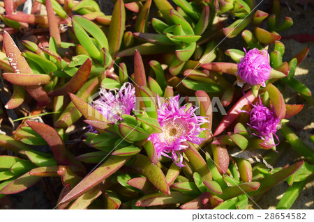 Carpoblothus·chirenseis 28654582