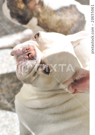 sunbathe French bulldog or dog on the floor 28655061