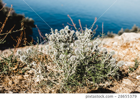 view krk island kroatia  28655379