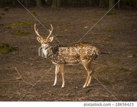 Spotted deer male profile image 28656423