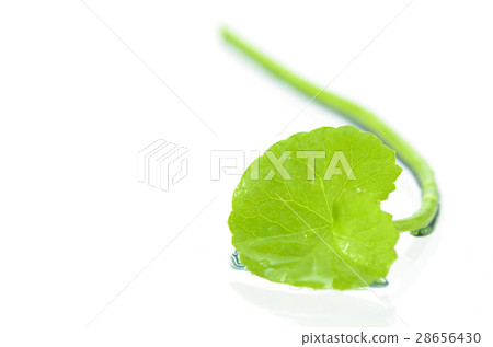 Gotu Kola or Centella asiatica. Gotu Kola or Centella asiatica. 28656430