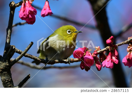 Cold scallops and mezzo a1 28657115