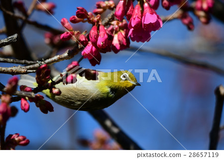 Cold scallops and mezzo a5 28657119