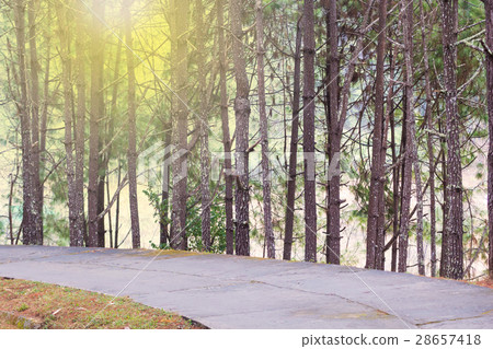 Pine forest with road in Chiangmai, Thailand Pine forest with road in Chiangmai, Thailand 28657418