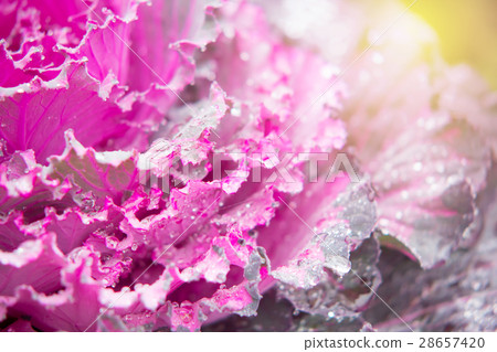 Closed up Ornamental cabbage (Brassica oleracea) Closed up Ornamental cabbage (Brassica oleracea) 28657420
