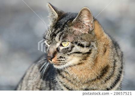 訓練貓a1 訓練貓a1 28657521