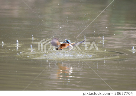 Jade fish catch a5 28657704