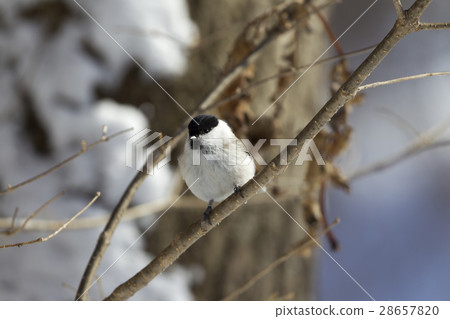 Lashes Lashes 28657820